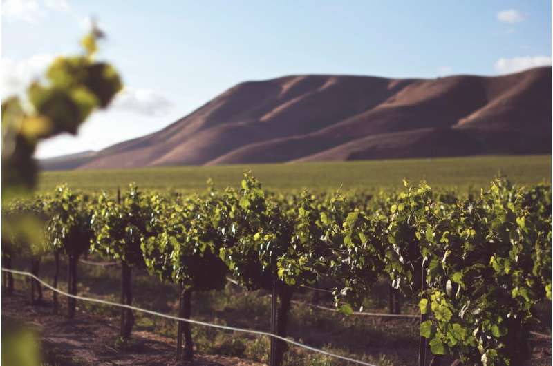 vineyard.jpg