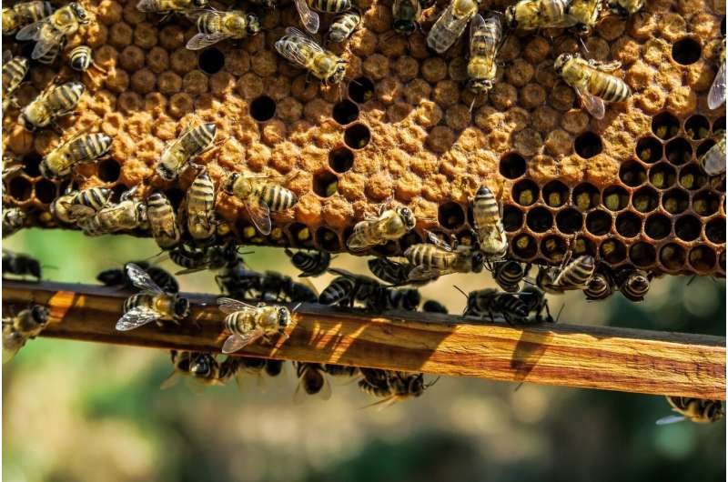 beekeeper.jpg
